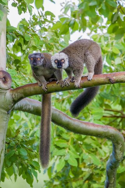 Arboreal white-fronted brown lemurs take refuge in a tree